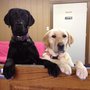 Photo of Bark Bath & Beyond