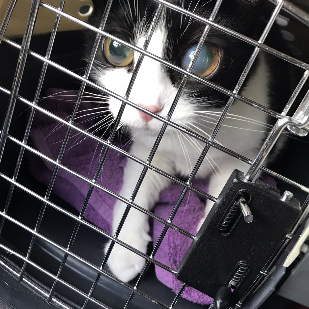 Palm To Paws - Veterinarians Near Me - Houston, Texas Palm To Paws - Veterinarians Near Me - Houston, Texas