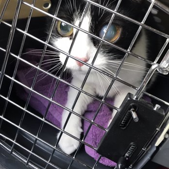 Palm To Paws - Veterinarians Near Me - Houston, Texas Palm To Paws - Veterinarians Near Me - Houston, Texas