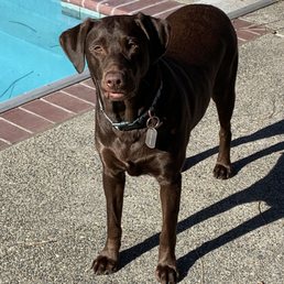 We found Jana and adopted Cooper he is almost 1 year old now. He is so loving and a very good puppy easy to train. We found Jana and adopted Cooper he is almost 1 year old now. He is so loving and a very good puppy easy to train.