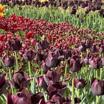 TASC - Tulips - Botanical Gardens Near Me - Niagara-on-the-Lake, Ontario TASC - Tulips - Botanical Gardens Near Me - Niagara-on-the-Lake, Ontario