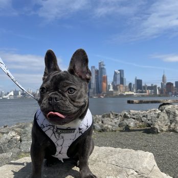 Maxwell Place Park - Doggy day out at Hoboken - Parks Near Me - Hoboken, New Jersey Maxwell Place Park - Doggy day out at Hoboken - Parks Near Me - Hoboken, New Jersey