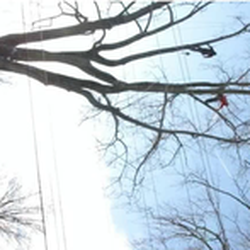 Sheltons Tree Service