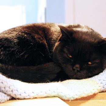 Maison de Moggy - Coco - Cafes Near Me - Edinburgh, EDH Maison de Moggy - Coco - Cafes Near Me - Edinburgh, EDH