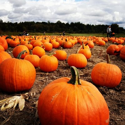 Swans Trail Farms by null