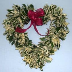 Oregon Holly