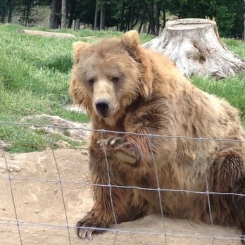 Olympic Game Farm - Zoos Near Me - Sequim, Washington Olympic Game Farm - Zoos Near Me - Sequim, Washington