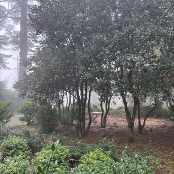 Oscar Moreno Tree Service - landscape around the tree - Tree Services Near Me - Hayward, California Oscar Moreno Tree Service - landscape around the tree - Tree Services Near Me - Hayward, California