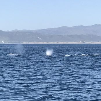 Oceanside Adventures - 5grey whales - Boat Charters Near Me - Oceanside, California Oceanside Adventures - 5grey whales - Boat Charters Near Me - Oceanside, California