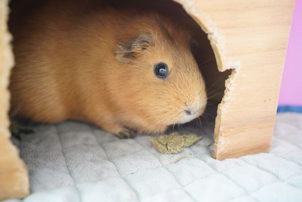 Photo of Long Beach Animal Hospital - Long Beach, CA, US.