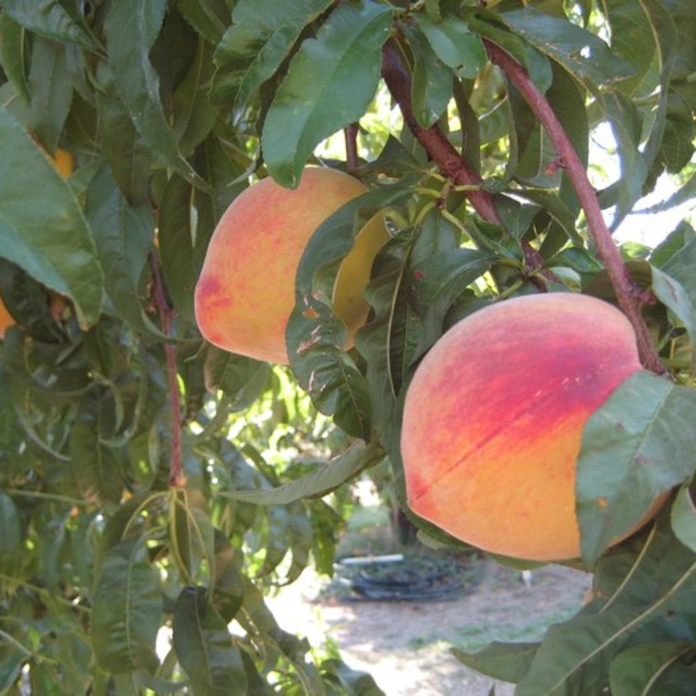 Wolfe Ranch - U-PICK white peaches - Fruits & Veggies Near Me - Brentwood, California Wolfe Ranch - U-PICK white peaches - Fruits & Veggies Near Me - Brentwood, California