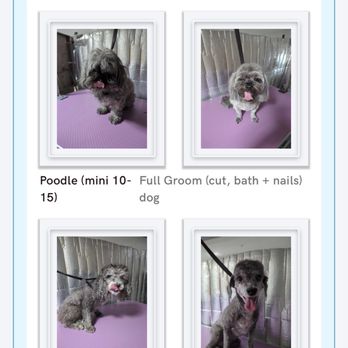 Pawgo - This is a picture of our poodle being butchered, and both dogs were not trimmed or clipped - Pet Groomers Near Me - Phoenix, Arizona Pawgo - This is a picture of our poodle being butchered, and both dogs were not trimmed or clipped - Pet Groomers Near Me - Phoenix, Arizona