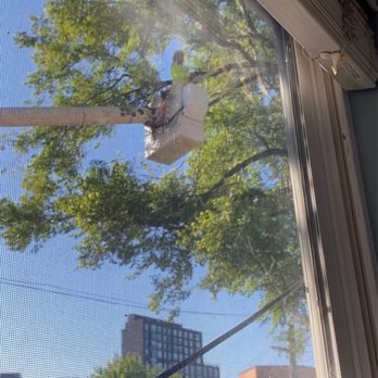 Felmar Tree Service - Cutting the tree! - Tree Services Near Me Felmar Tree Service - Cutting the tree! - Tree Services Near Me