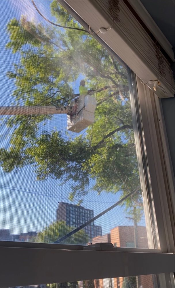 Felmar Tree Service - tree service in Skokie, IL