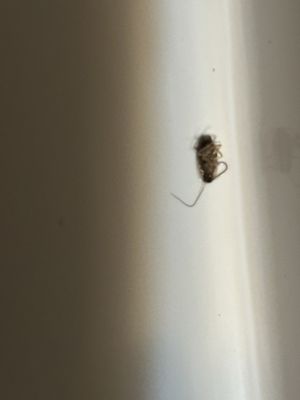 Milwaukie Inn Portland South