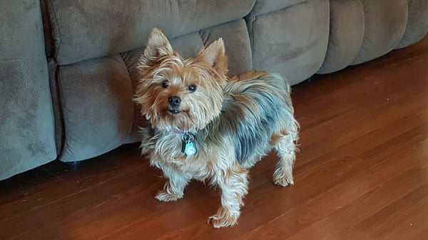 Dekalb County Animal Welfare Shelter 16173 Base Line Rd Genoa Il Animal Shelters Mapquest