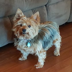 dekalb county animal adoption center