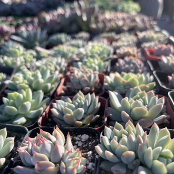 Aeonian Verde Nursery - Nurseries & Gardening Near Me - Bell Gardens, California
