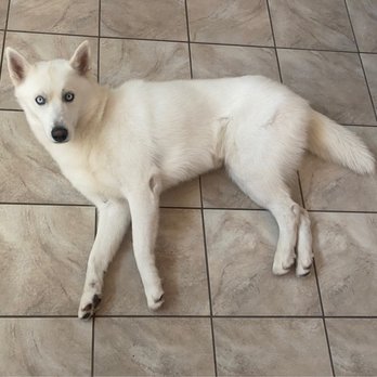 Suds N Paws - After grooming - Pet Groomers Near Me - El Cajon, California
