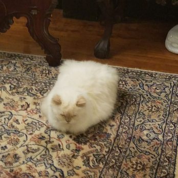 Gramercy Mansion - resident cat!!! - Bed & Breakfast Near Me - Stevenson, Maryland