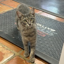 O'Brien's Automotive - Shop cat!