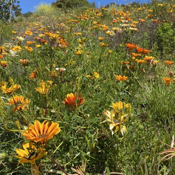 South Lake Park - Gorgeous flowers - Parks Near Me - San Marcos, California South Lake Park - Gorgeous flowers - Parks Near Me - San Marcos, California