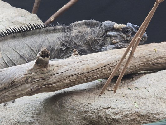 Schönbrunn Zoo by null