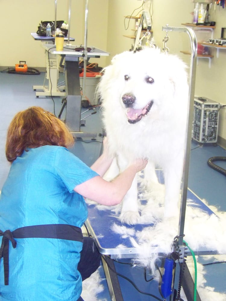 BUBBLES AND BOWS PET SPA Updated September 2024 10 Photos & 16