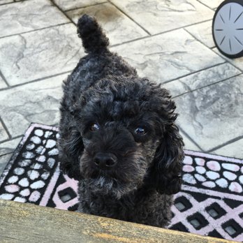 Dogpatch - Are we going to Dogpatch? - Pet Groomers Near Me - Warwick, Rhode Island
