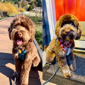 Elise's Dog Grooming - Pet Groomers Near Me Elise's Dog Grooming - Pet Groomers Near Me
