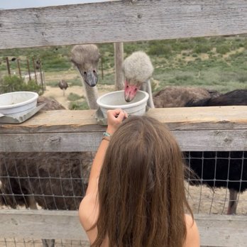 Ostrichland USA - Attraction Farms Near Me - Solvang, California