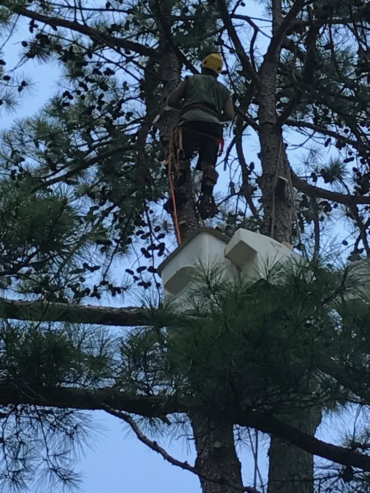 ArborMax Tree Service - tree service in Tallassee, AL