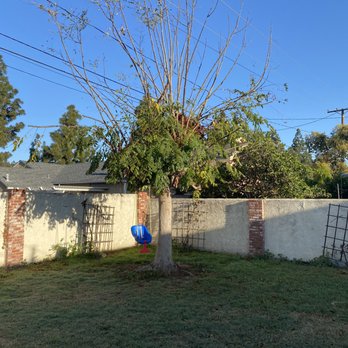 Al’s Tree Care - Before Tree Removal - Tree Services Near Me Al’s Tree Care - Before Tree Removal - Tree Services Near Me