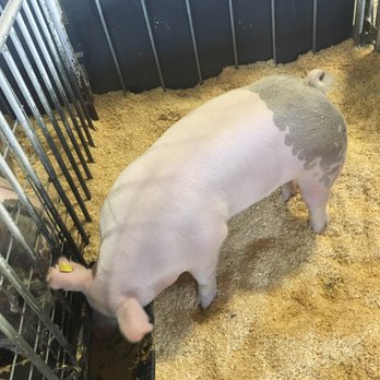 Iowa State Fair - Festivals Near Me - Des Moines, Iowa Iowa State Fair - Festivals Near Me - Des Moines, Iowa