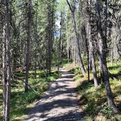 Mount Healy Overlook Trail - Starting out the hike, it's a pleasant walk beside the forest trees.