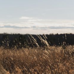 Latta Nature Preserve - Grassy area