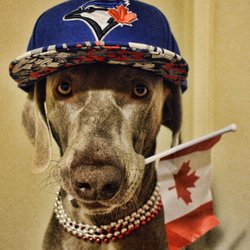 Enfield Dog Park - Comanche is our Good Will Ambassador from Canada
