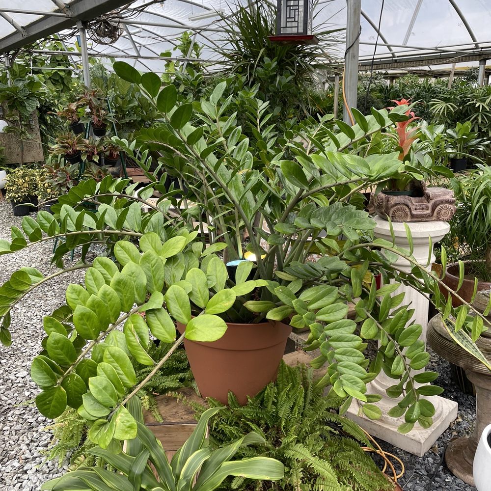 Plants Alive! - Gigantic ZZ! - Nurseries & Gardening Near Me - Silver Spring, Maryland Plants Alive! - Gigantic ZZ! - Nurseries & Gardening Near Me - Silver Spring, Maryland
