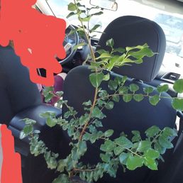 Keeping the catalina cherry safe in the backseat on the way home - update later with better photos.