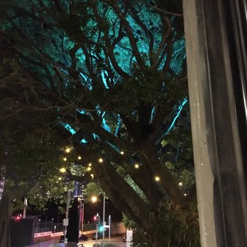 The Paddock Bar - I love this light up tree outside! - Bars Near Me - Bowen Hills, QLD