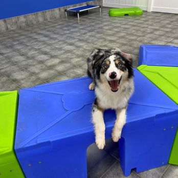 Hounds Town - Orlando Universal - Pet Transportation Near Me - Orlando, Florida