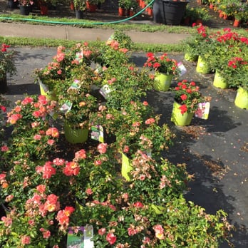 Springfield Nursery - A broad selection of Drift roses. - Nurseries & Gardening Near Me - Alford, Florida