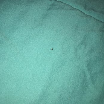 Bikini Hostel - One of many bugs on the bed. - Hostels Near Me - Miami Beach, Florida