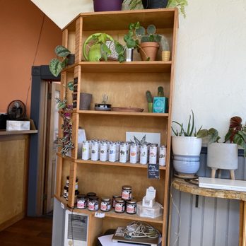 Bar Cicotti - a shelf full of plants - Cafes Near Me - Bellingham, Washington Bar Cicotti - a shelf full of plants - Cafes Near Me - Bellingham, Washington