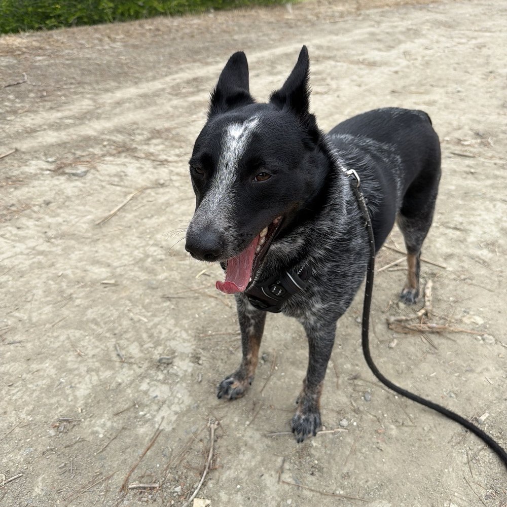 Your Dog Wins - Pet Training Near Me Your Dog Wins - Pet Training Near Me