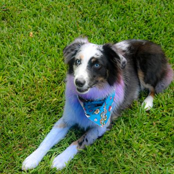 naturvet emotional support daily calming aid