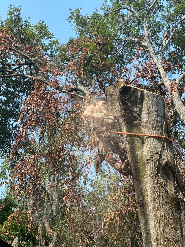 Michael’s Tree Services - tree service in Jacksonville, FL