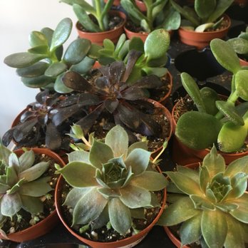 Plant Shop Chicago - Nurseries & Gardening Near Me - Chicago, Illinois Plant Shop Chicago - Nurseries & Gardening Near Me - Chicago, Illinois