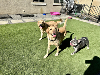 Reborn - pet boarding facility in Rancho Cordova, CA