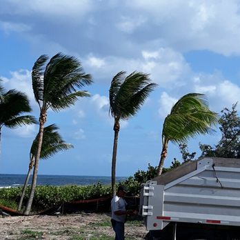 Yards Plus Landscaping - palm trees blowing in the wind - Landscaping Near Me - Boynton Beach, Florida